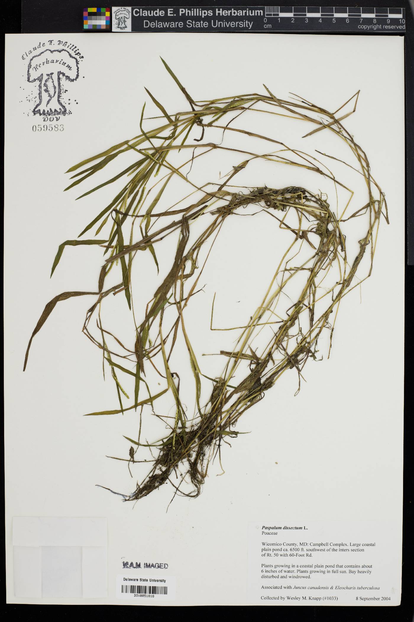 Paspalum dissectum image
