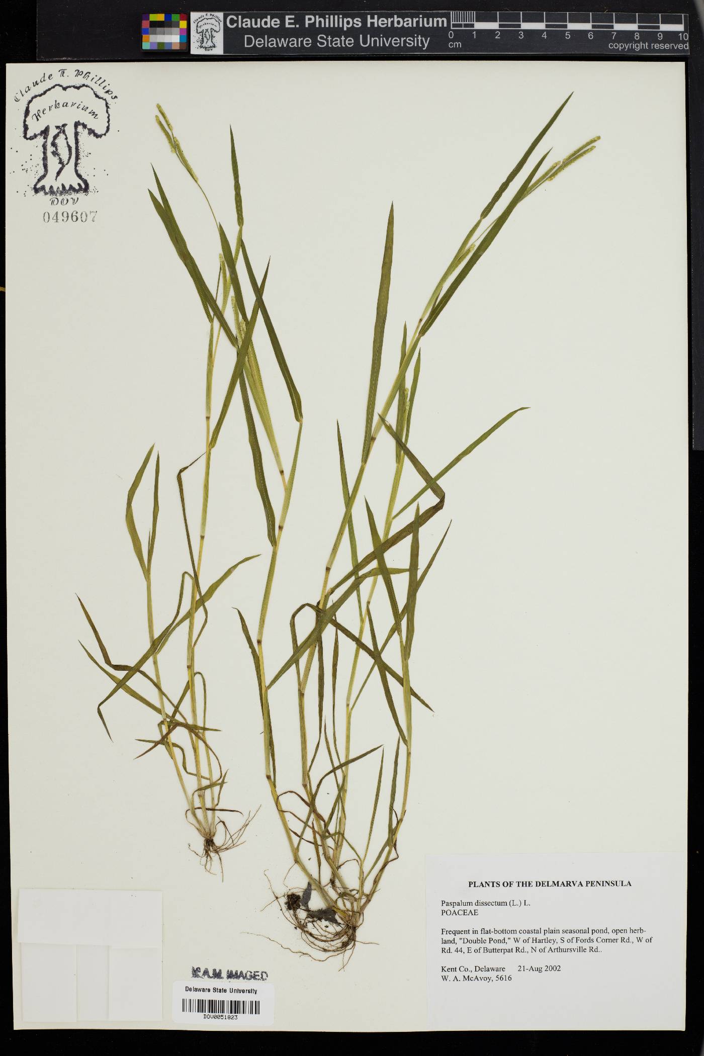 Paspalum dissectum image