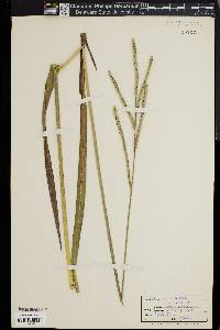 Paspalum floridanum image