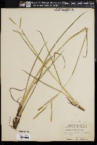 Paspalum floridanum image