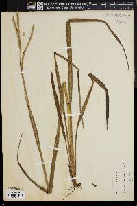 Paspalum floridanum image