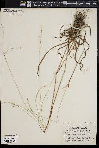 Paspalum setaceum var. ciliatifolium image