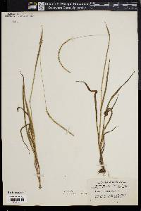 Paspalum setaceum var. ciliatifolium image