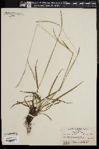 Paspalum setaceum var. ciliatifolium image