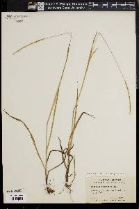 Paspalum setaceum var. ciliatifolium image