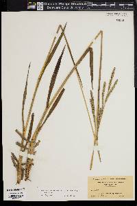 Paspalum floridanum image