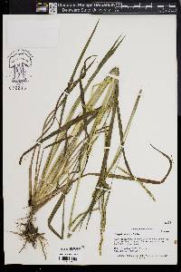 Paspalum laeve image