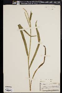 Paspalum setaceum var. ciliatifolium image