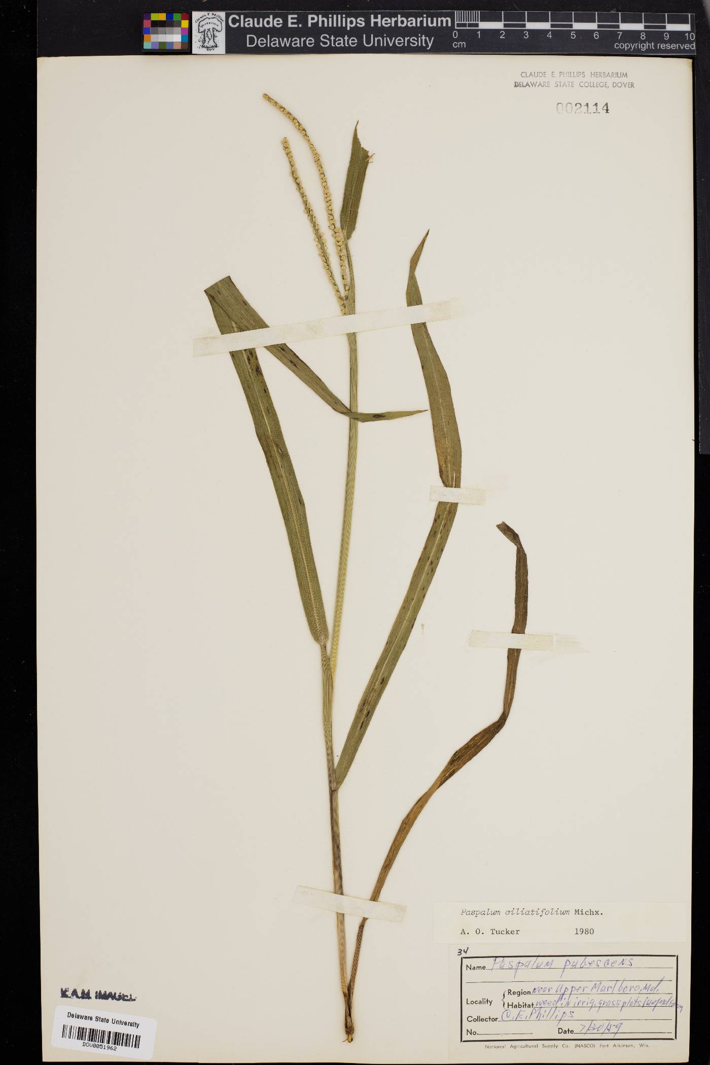 Paspalum setaceum var. ciliatifolium image