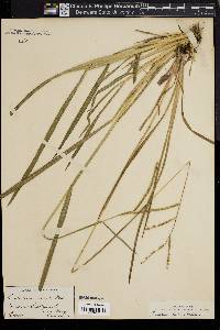 Paspalum laeve image