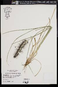 Pennisetum alopecuroides image