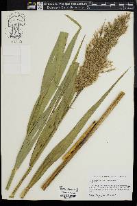 Phragmites australis image