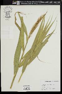 Phragmites australis image