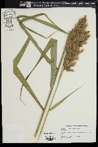 Phragmites australis image