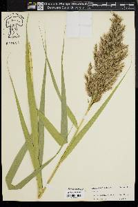 Phragmites australis image