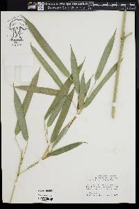 Phyllostachys aureosulcata image