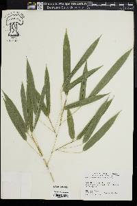 Phyllostachys aureosulcata image