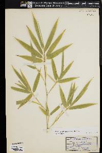 Phyllostachys aureosulcata image