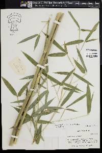 Phyllostachys aureosulcata image