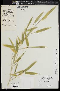 Phyllostachys aureosulcata image