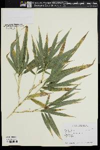 Phyllostachys nigra image