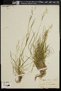 Poa autumnalis image