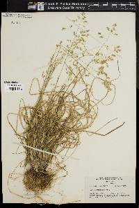 Poa cuspidata image