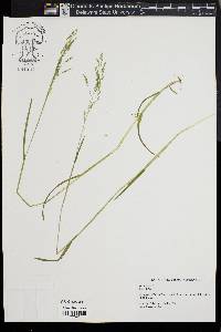 Poa trivialis image