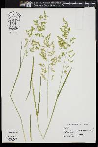 Poa trivialis image