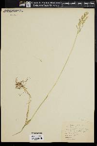 Poa trivialis image