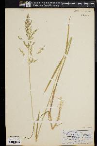 Poa trivialis image