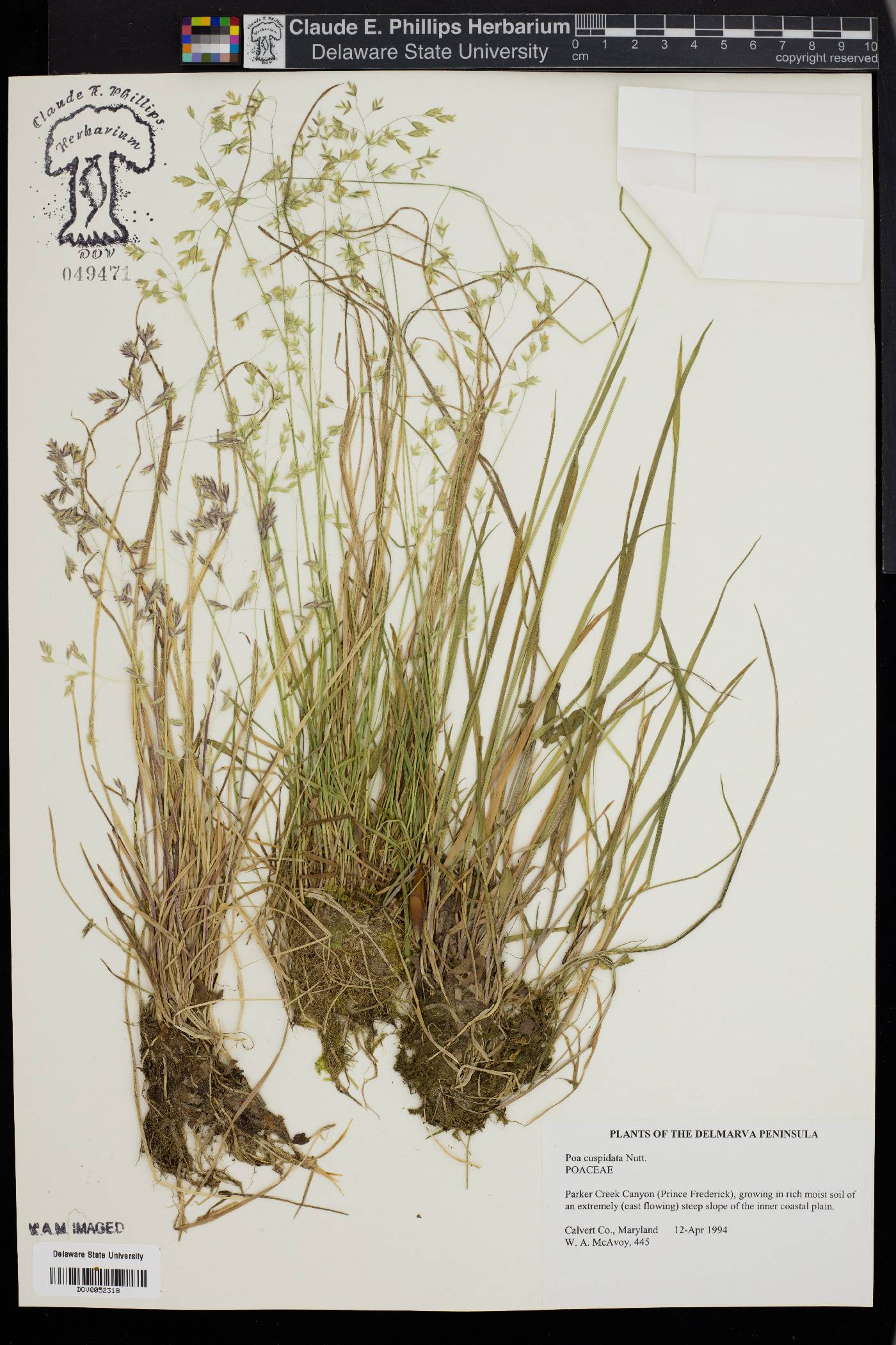 Poa cuspidata image