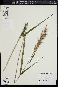 Saccharum brevibarbe image