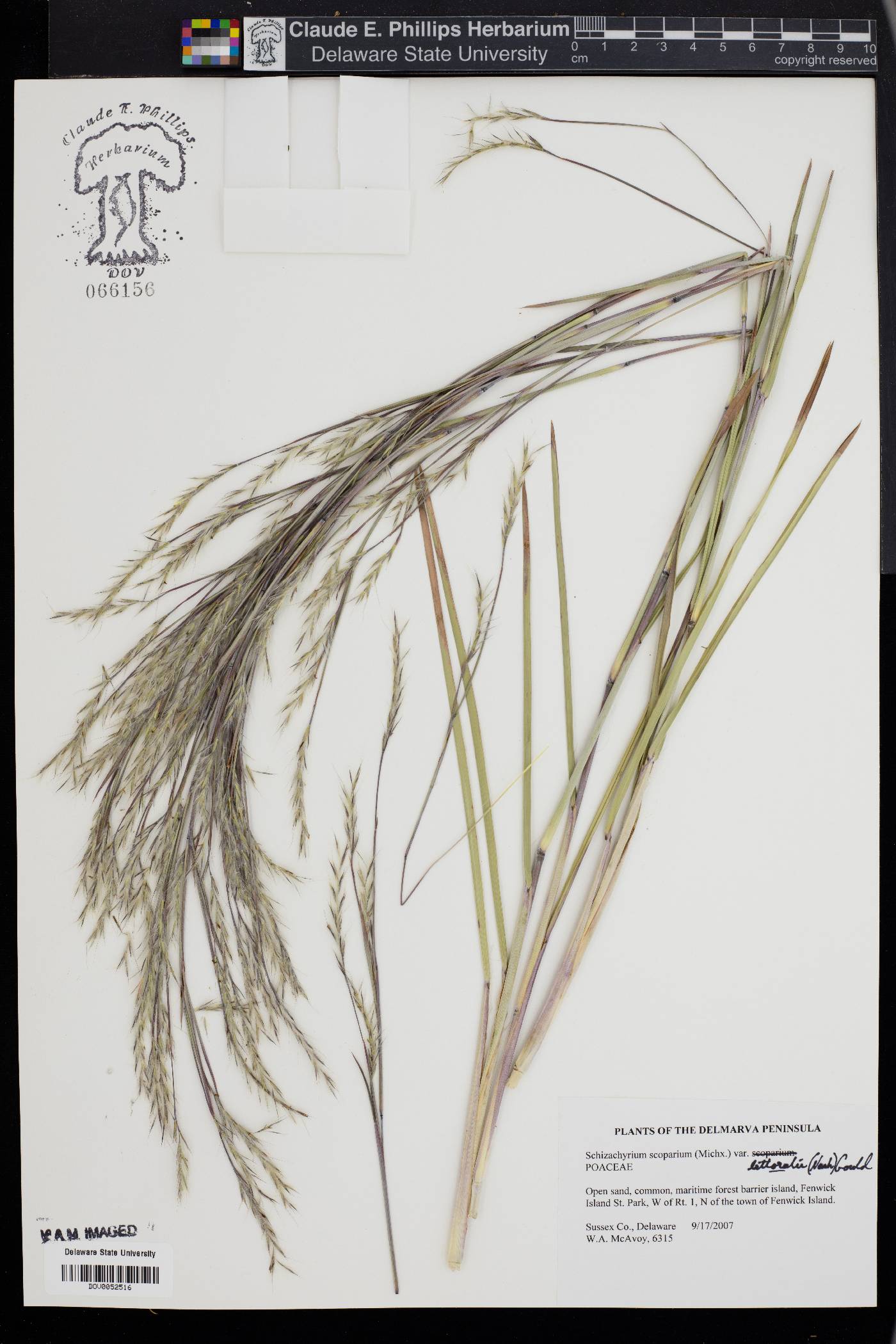 Schizachyrium littorale image