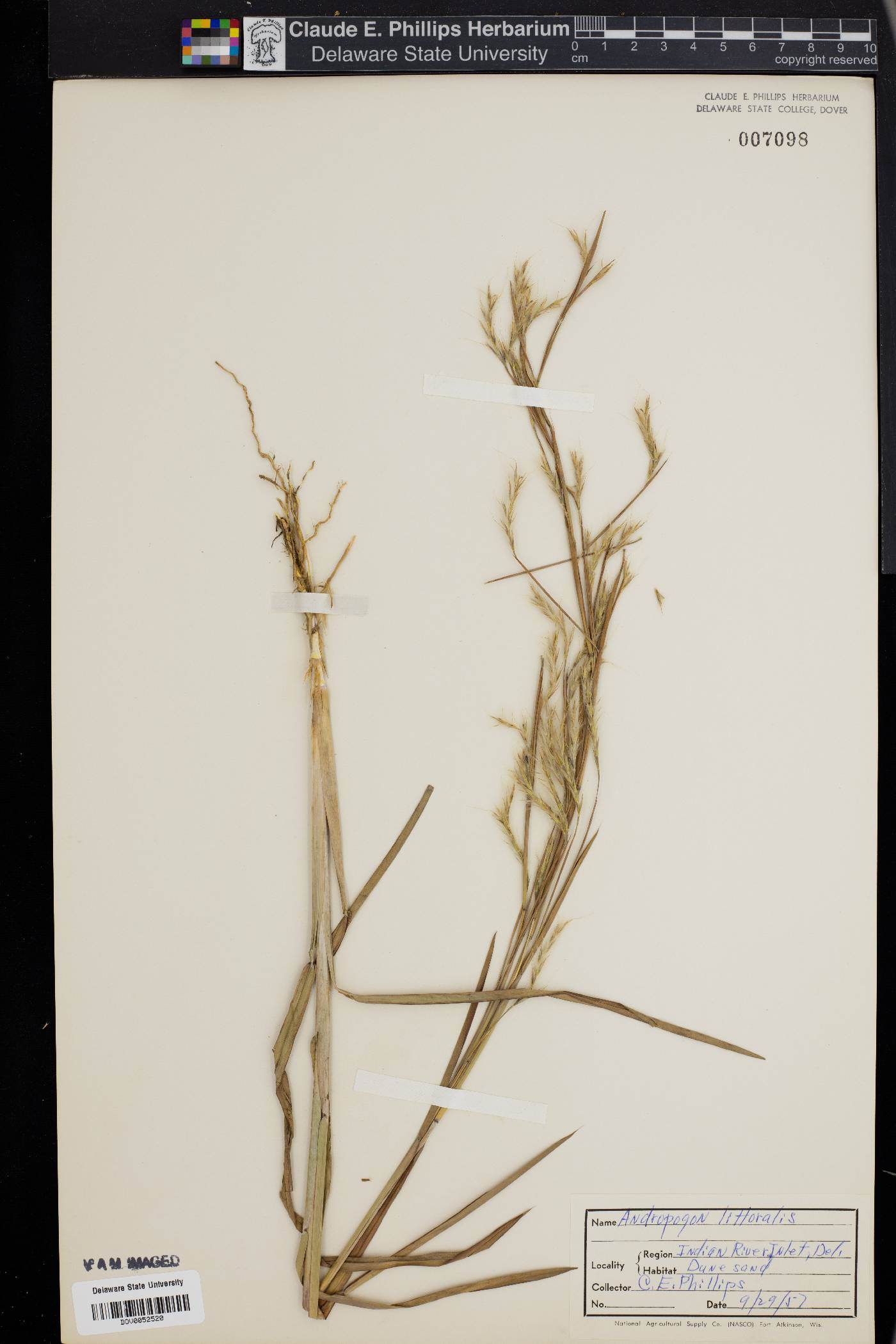 Schizachyrium littorale image