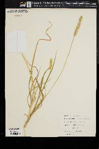 Pennisetum glaucum image