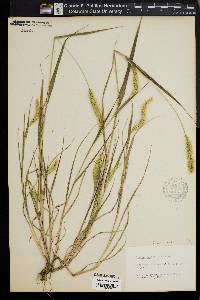 Pennisetum glaucum image