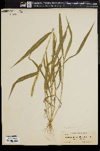 Setaria verticillata image