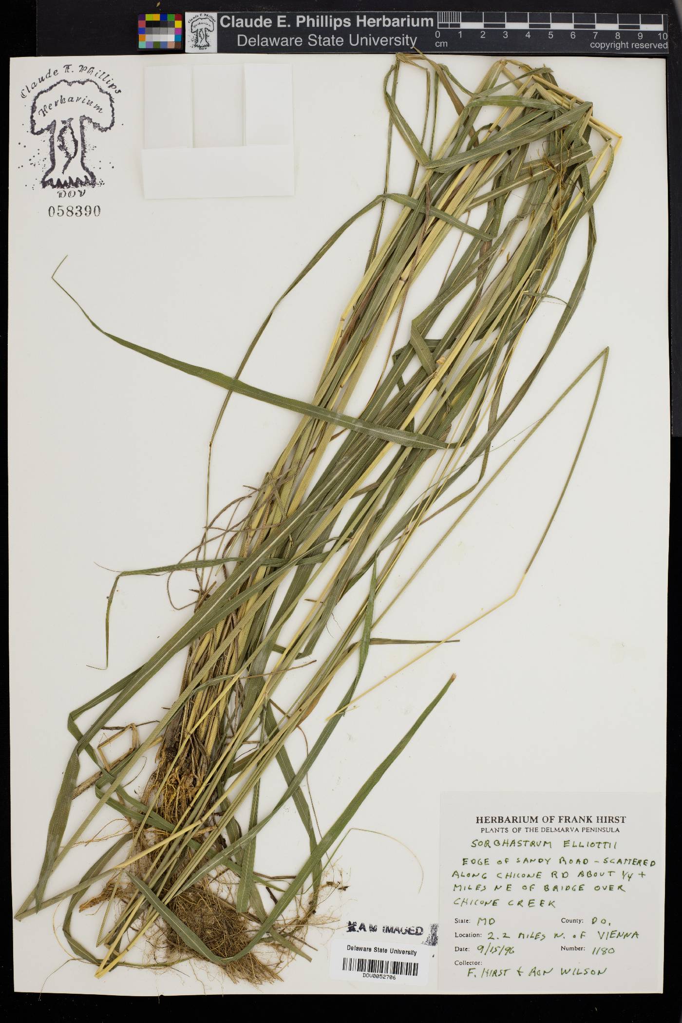 Sorghastrum elliottii image