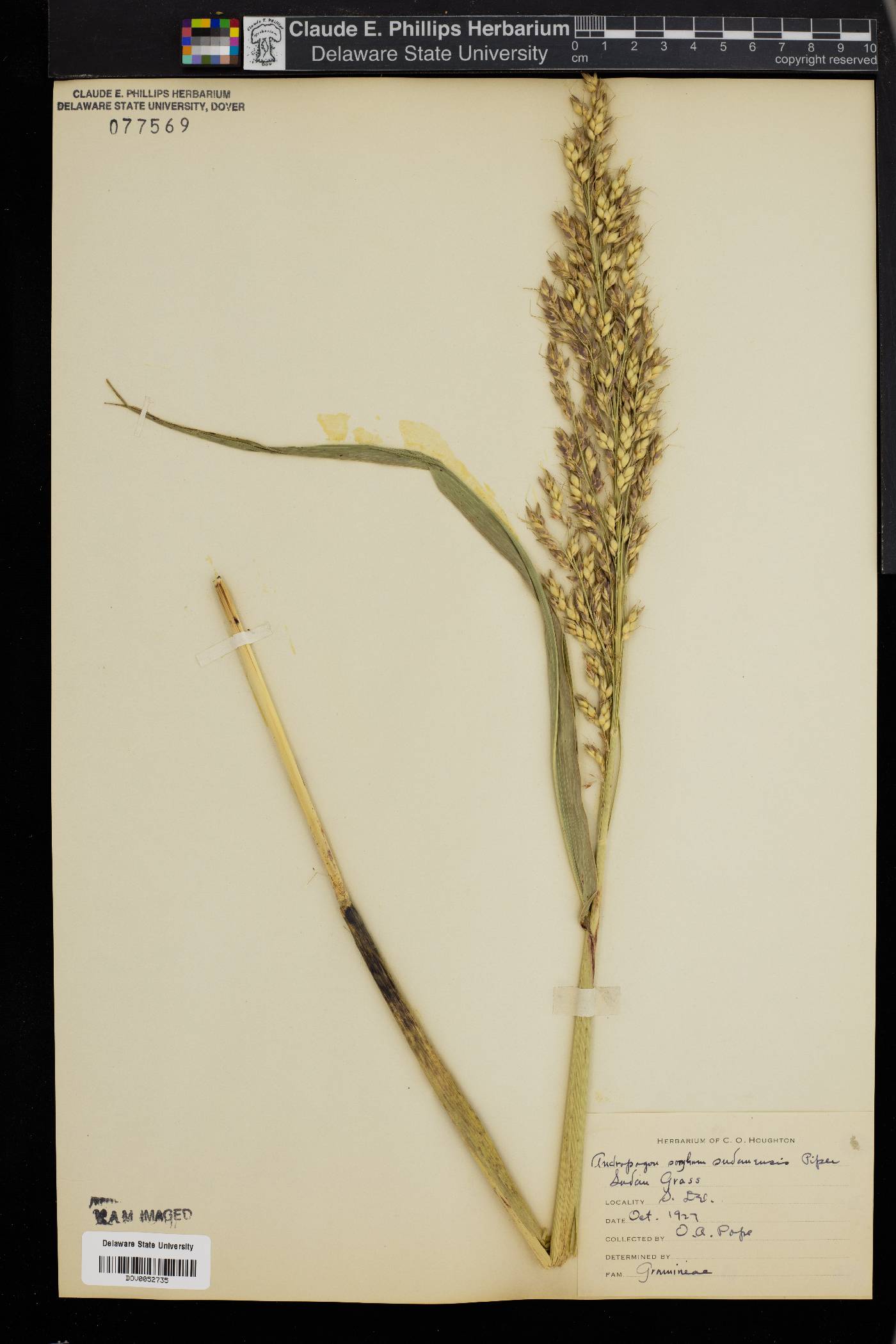 Sorghum x drummondii image