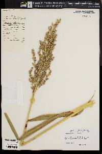 Sorghum bicolor image