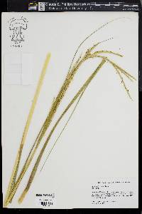Spartina alterniflora image