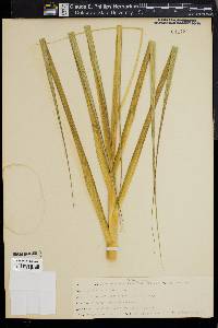 Spartina alterniflora image