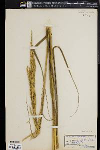 Spartina alterniflora image