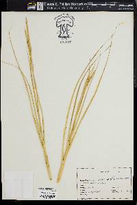 Spartina alterniflora image