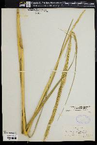 Spartina alterniflora image