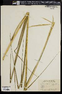 Spartina alterniflora image