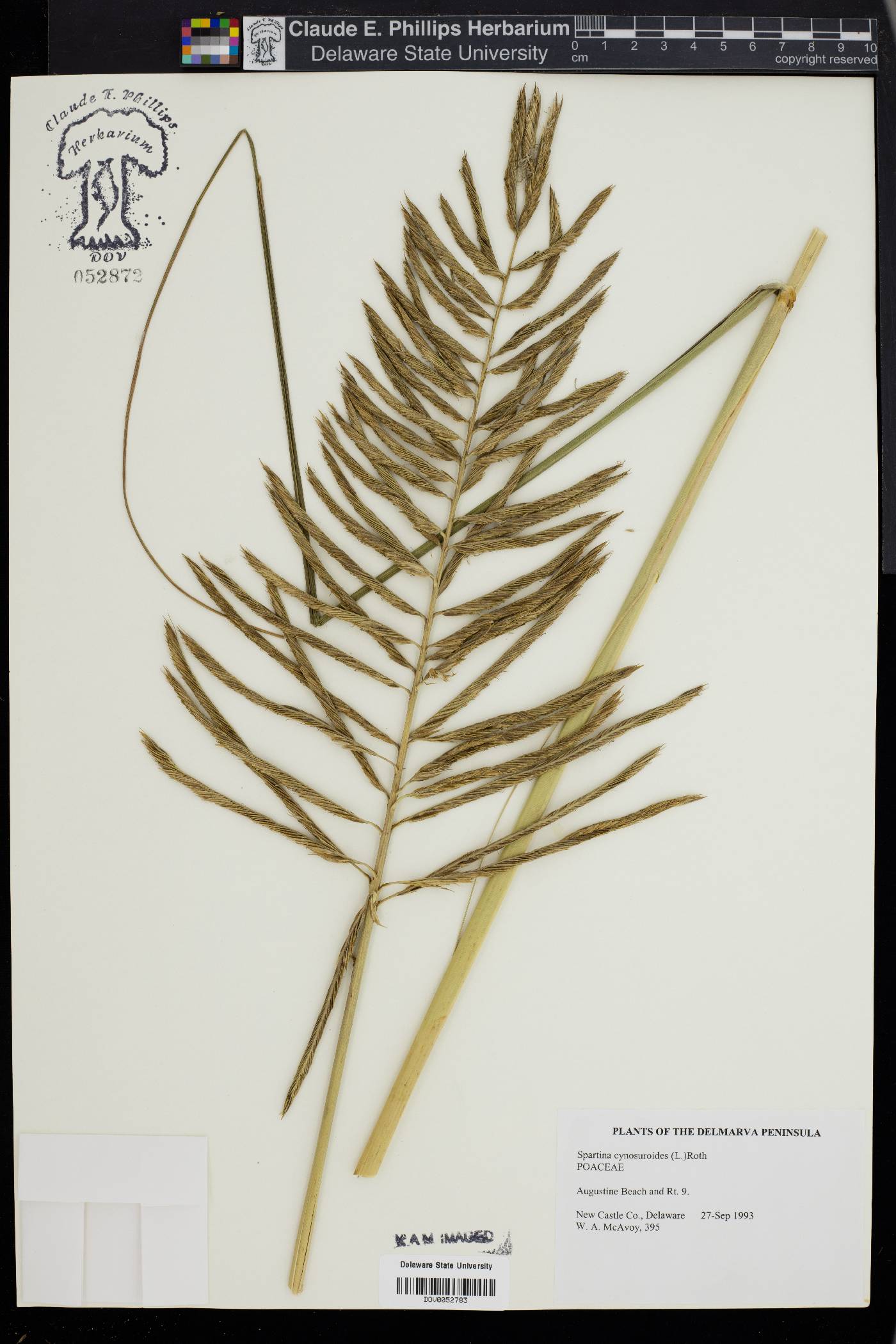 Spartina cynosuroides image