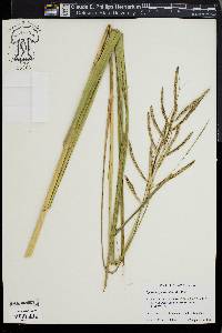 Spartina cynosuroides image