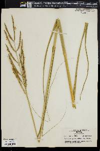 Spartina cynosuroides image